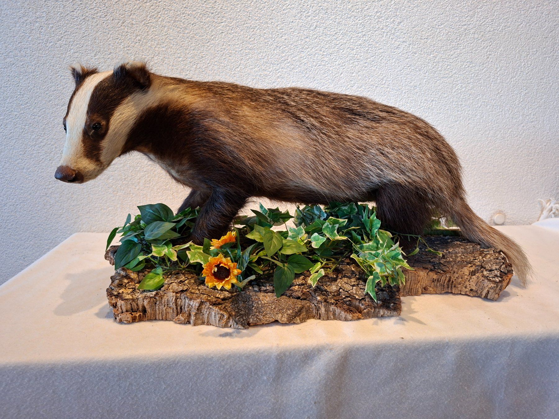Il mondo degli animali: Dachs – Usato da Wünnewil venduto da Boschung1