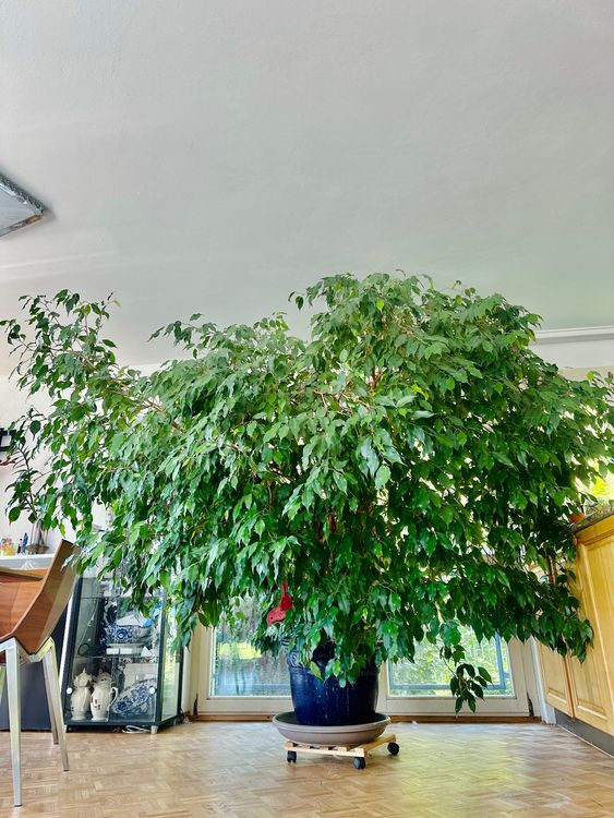 57+ Benjamin Strauch Pflanze, Der ficus benjamini, auch als