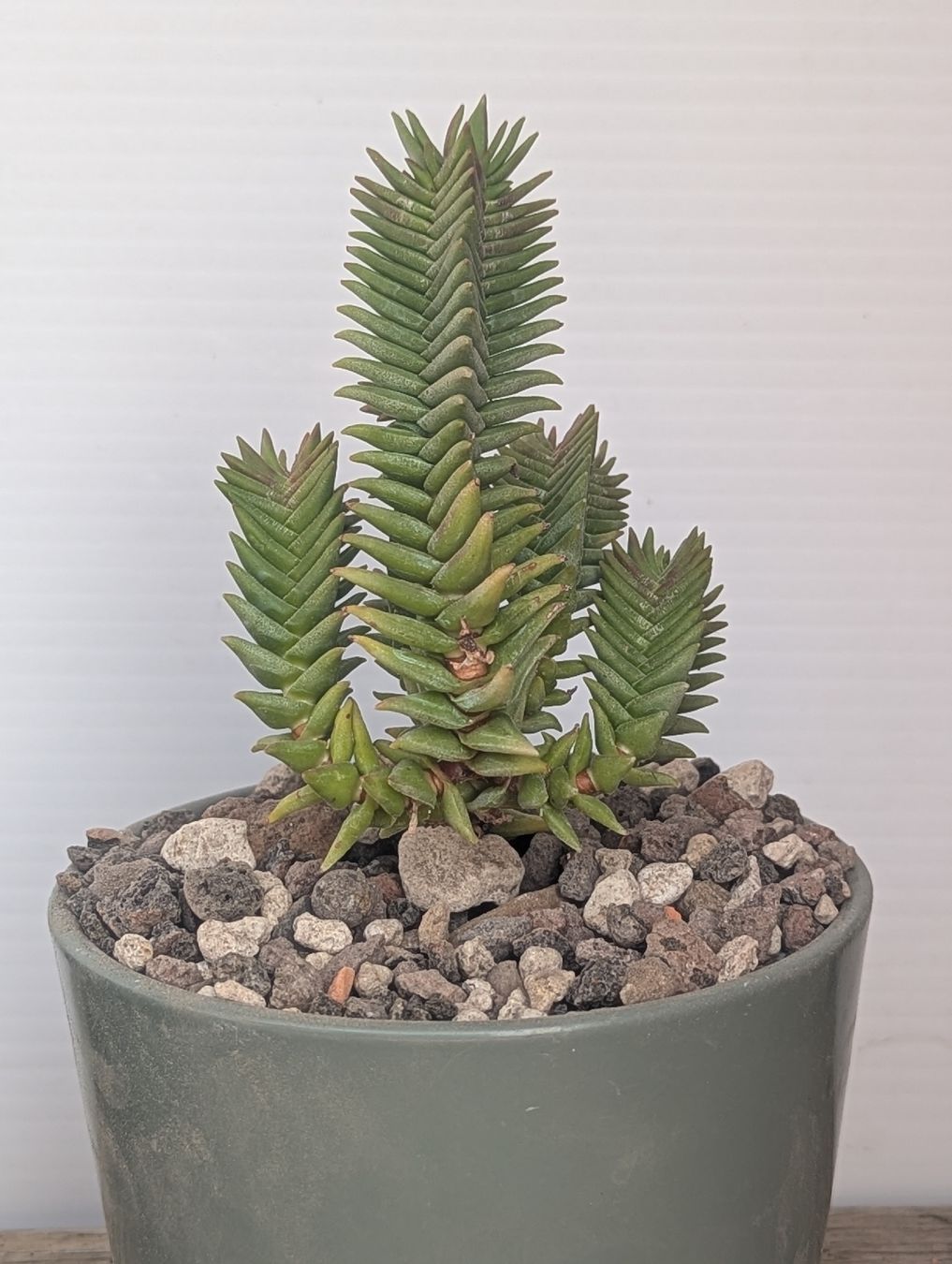 Plantes & graines: Crassula pyramidalis – D'occasion à Comano par che_8lc2
