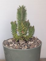 Crassula pyramidalis