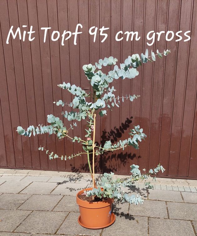 Eukalyptus Gunnii Pflanze Kaufen auf Ricardo