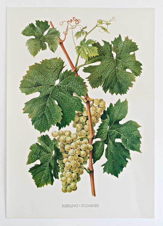 Livres: Cépages du vignoble suisse – D'occasion à Delémont par MaxPlan 4