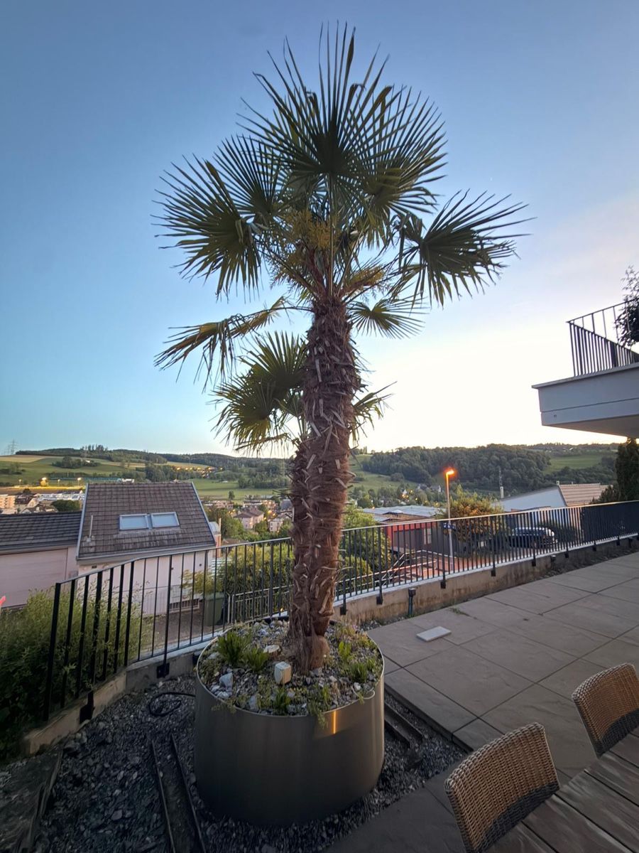 Piante & sementi: Garten/Terasse Pflanze Palme – Usato da Zürich venduto da jen_nly7 3