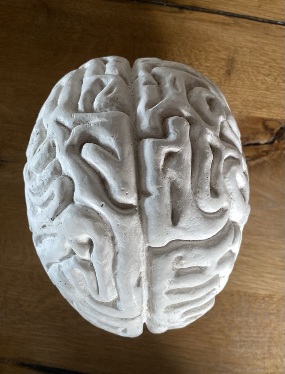 Skulpturen & Statuen: Gehirn / Kunstobjekt – Gebraucht aus Zimmerwald von Holzdata1 4