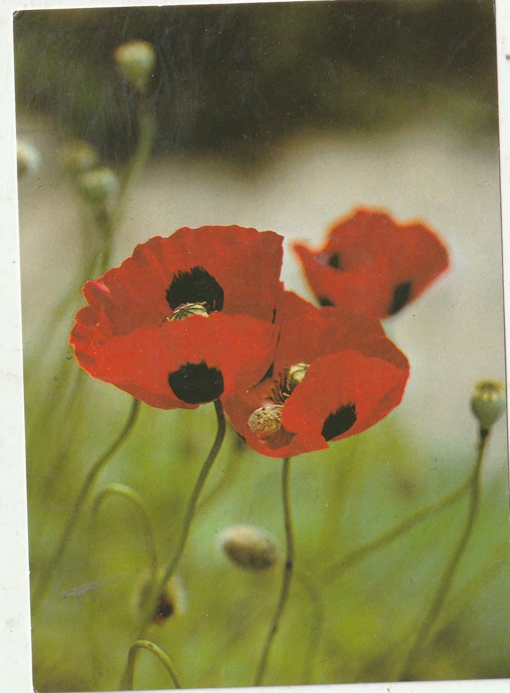 Cartes postales: Blumenkarte – D'occasion à Lumbrein par made02