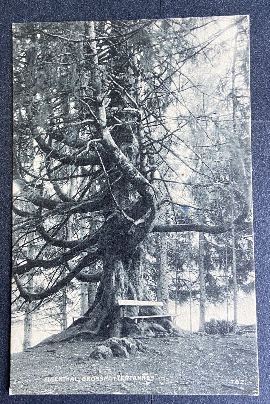 Cartes postales: AK Eigental "Grossmuttertanne" – D'occasion à Böckten par Hansi36