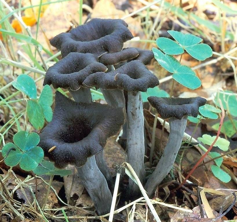 Cibi & Specialità: Champignons - Cornes d'Abondance - Ceuillis à la Main – Nuovo e nell'imballaggio originale da GLAND venduto da BF.Kouros 1