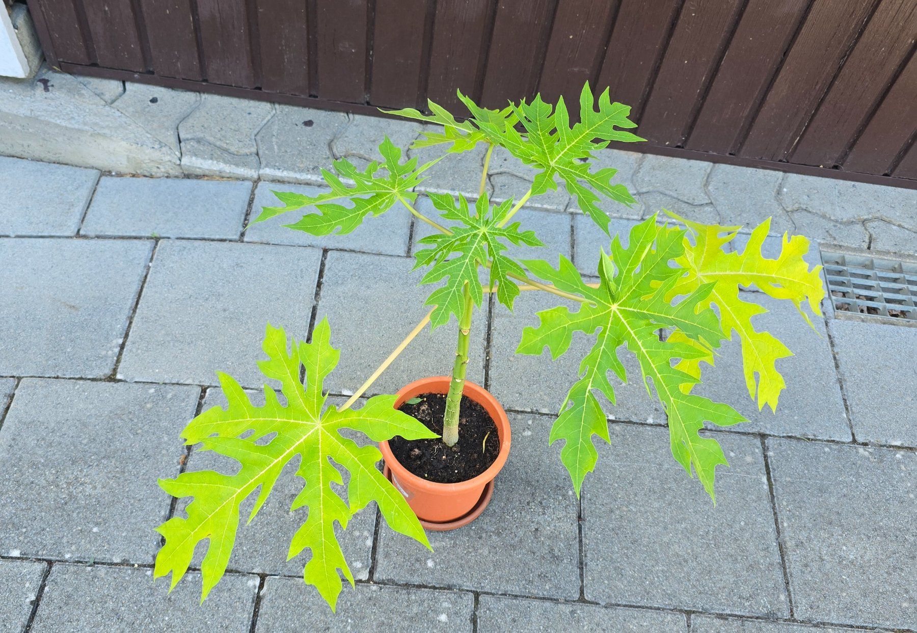 Piante & sementi: Papaya Pflanze – Usato da Aarburg venduto da popkorn65 2