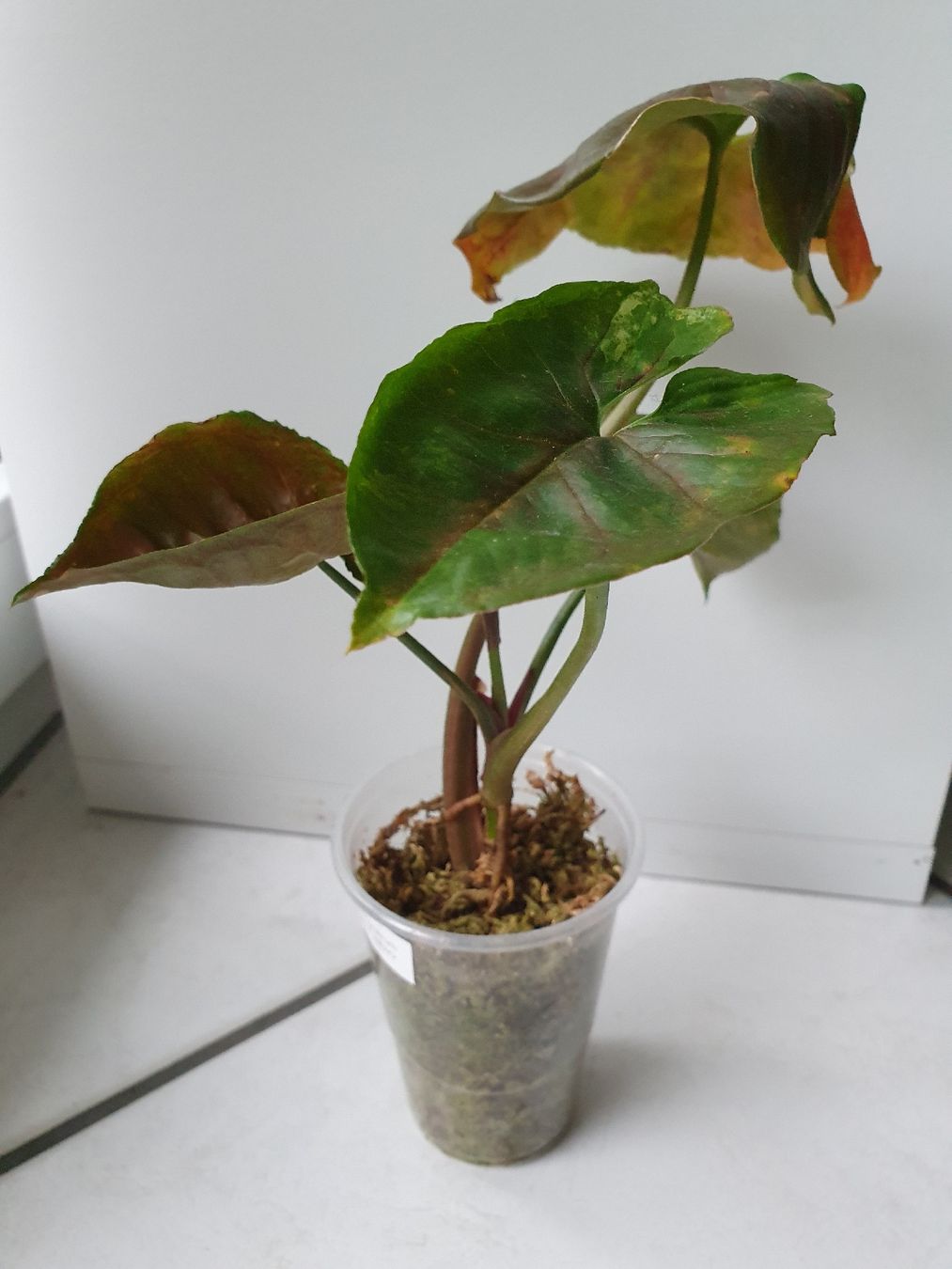 Plantes & graines: Syngonium Ice Galaxy – D'occasion à Erlinsbach SO par Lea030