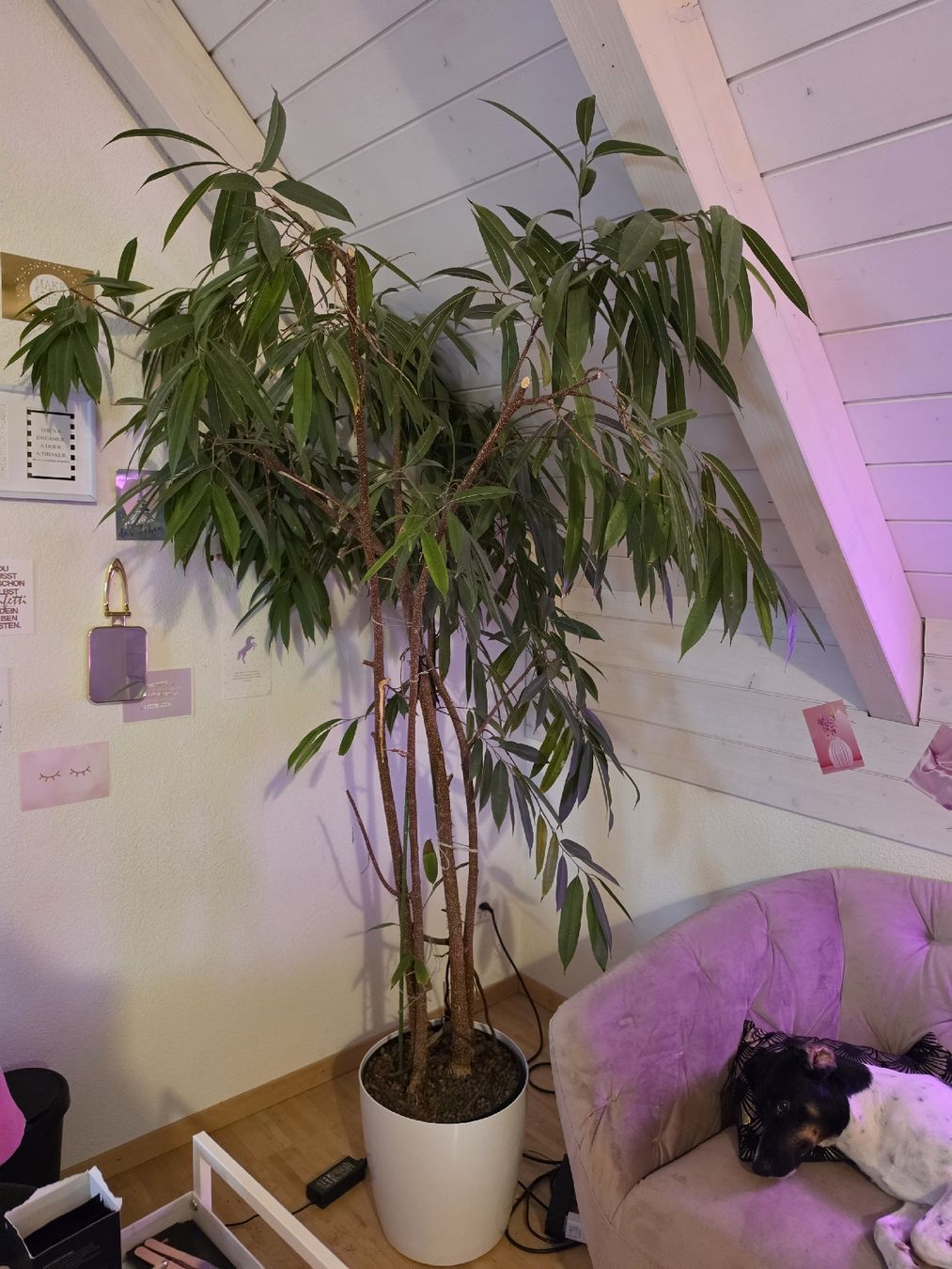 Pflanzen & Samen: Ficus Pflanze  – Gebraucht aus Uster von mikedizzy84