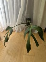 Monstera Burle Marx Flame inkl Moosstab