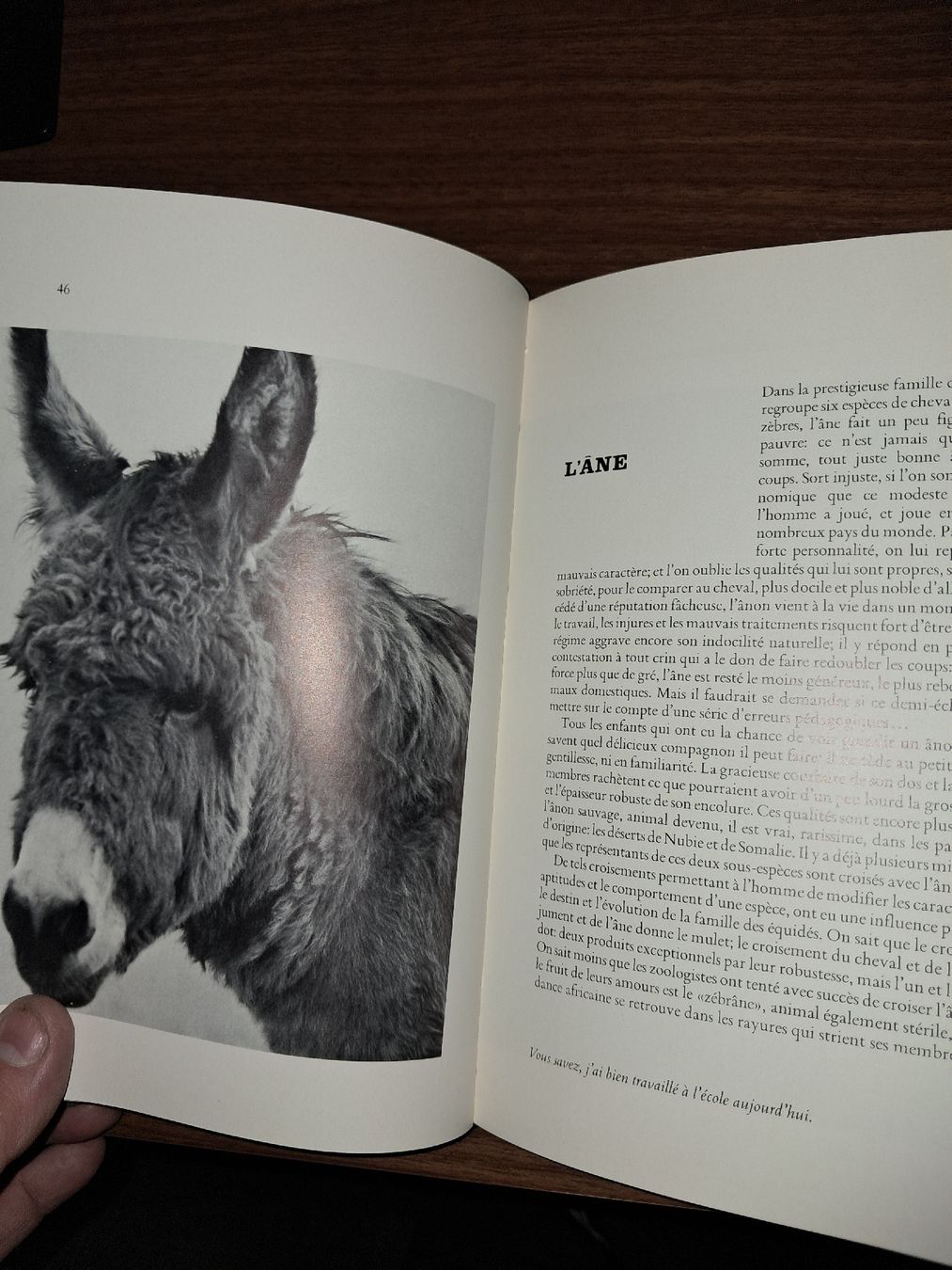 Bücher: Livre bébés animaux – Gebraucht aus Le locle von juliensaran 1