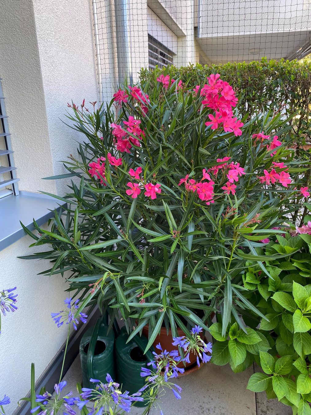 Piante & sementi: Oleander pink-rosa, Höhe 165 cm – Nuovo (secondo la descrizione) da Alchenflüh venduto da smart- 1