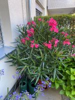 Oleander pink-rosa, Höhe 160 cm