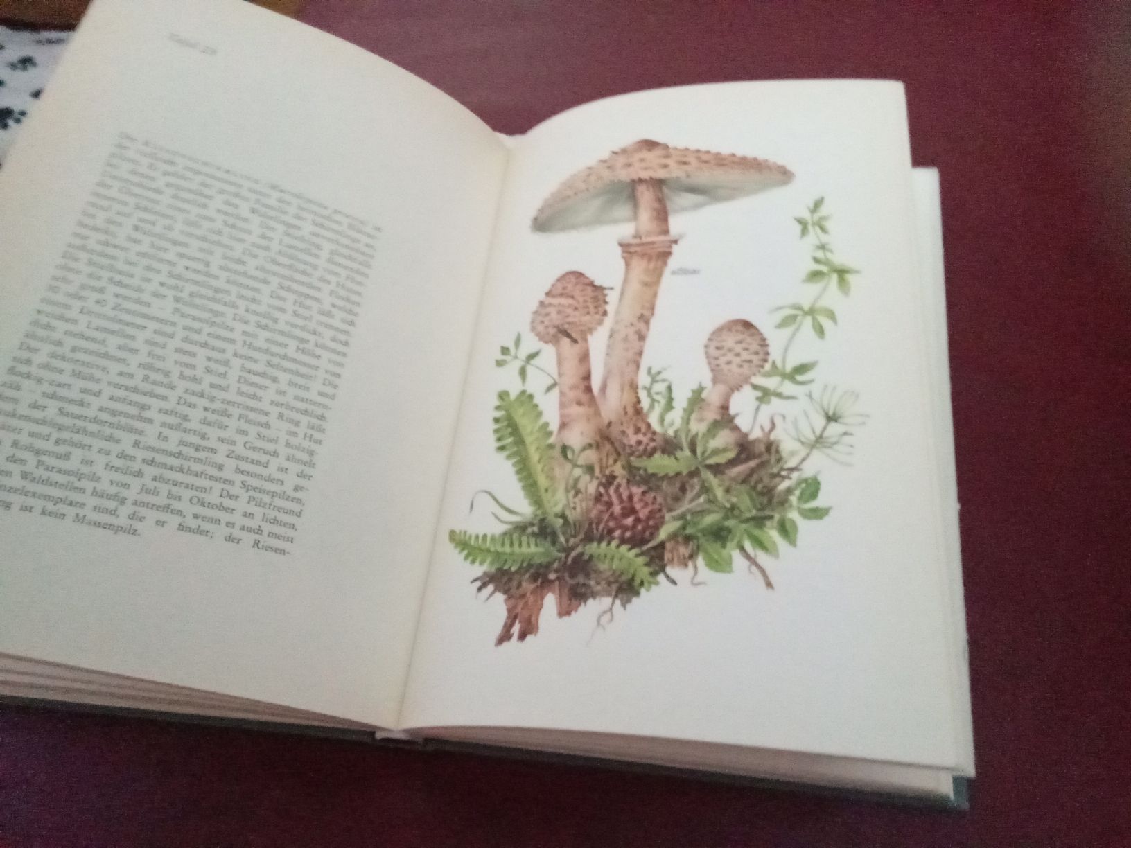 Bücher: DAS BUCH DER PILZE – Gebraucht aus Muri BE von Alk 3