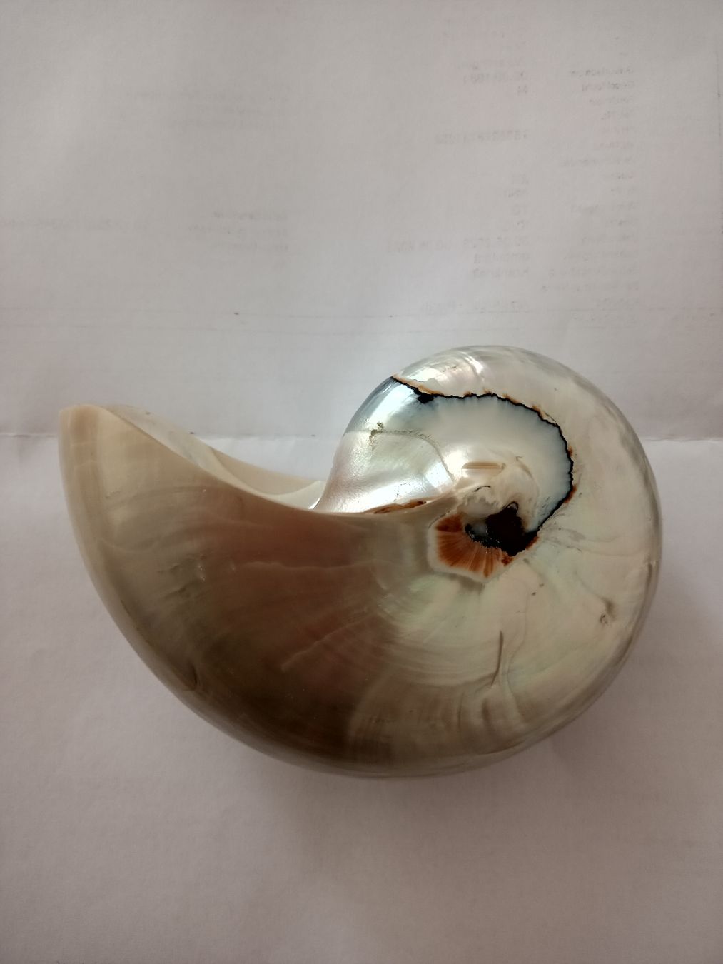 Fossili: Nautilus Muschel – Usato da Zürich venduto da Mephisto87
