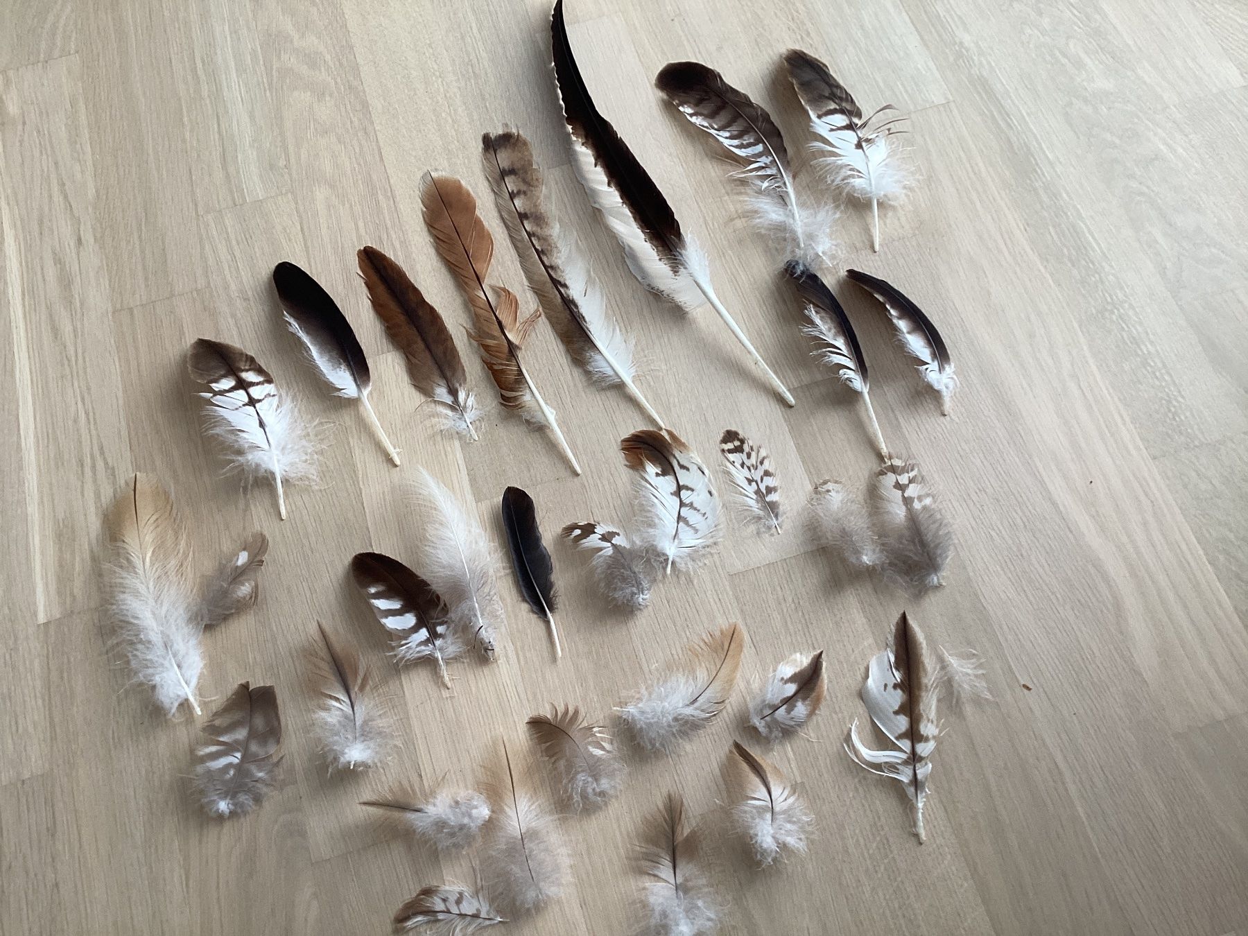 Monde des animaux: Rotmilan und Mäusebussard Federn 4 – D'occasion à Flawil par Barschfreak