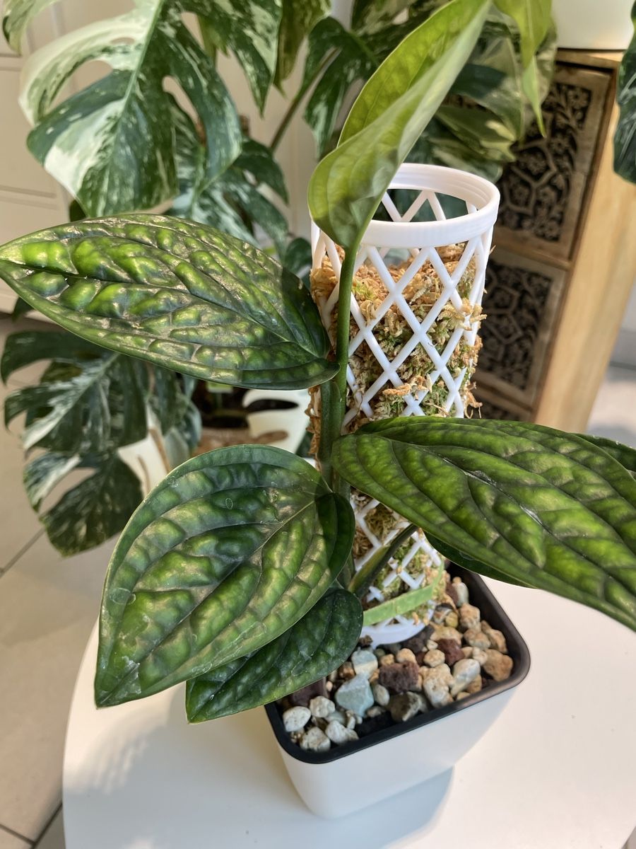Pflanzen & Samen: Monstera Karstenianum Peru Variegated  – Neu (gemäss Beschreibung) aus Watt von anics.plants
