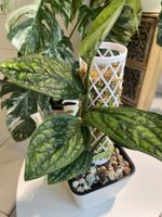 Monstera Karstenianum Peru Variegated 