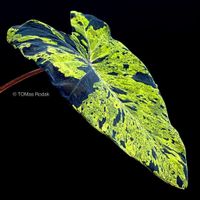 Colocasia Esculenta Mojito - Tropisches Highlight für Dich