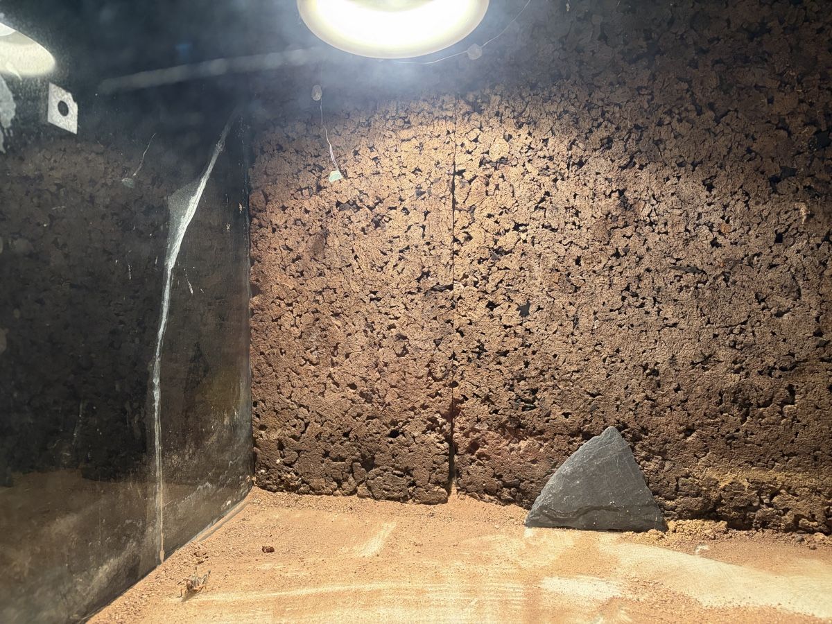 Terrario: Terrarium – Usato da Urtenen-Schönbühl venduto da Hattrick3 5