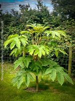 Tetrapanax Papyrifer / Reispapierbaum für Deinen Garten