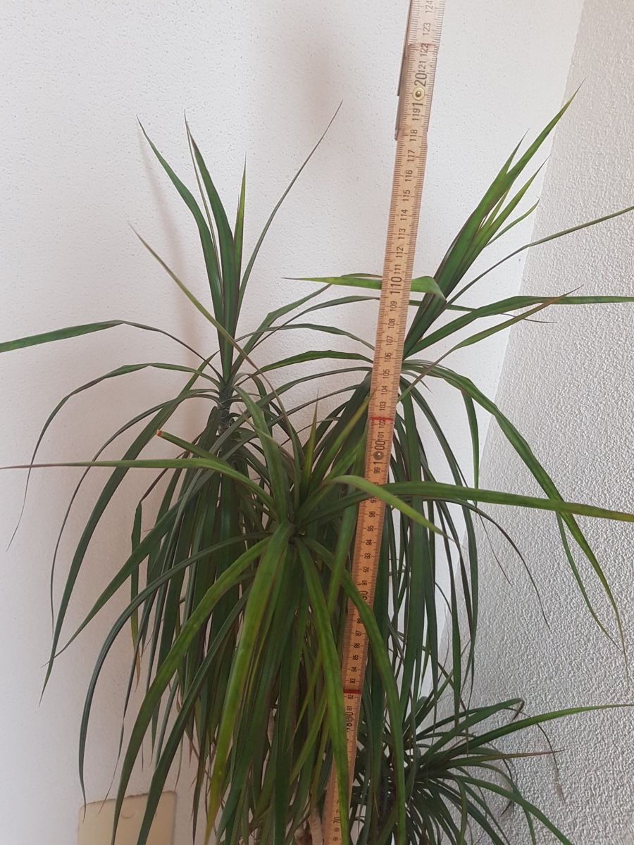 Piante & sementi: Dracaena Drachenbaum Im Keramiktopf & Seramis  – Usato da Sarmenstorf venduto da Nathaliie_21 1