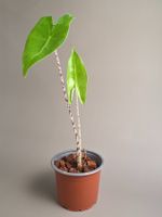 Alocasia zebrina #2