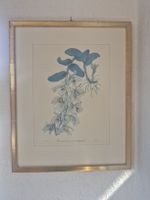 Gemälde Dendrobium macrophyllum gerahmt 19. Jh.