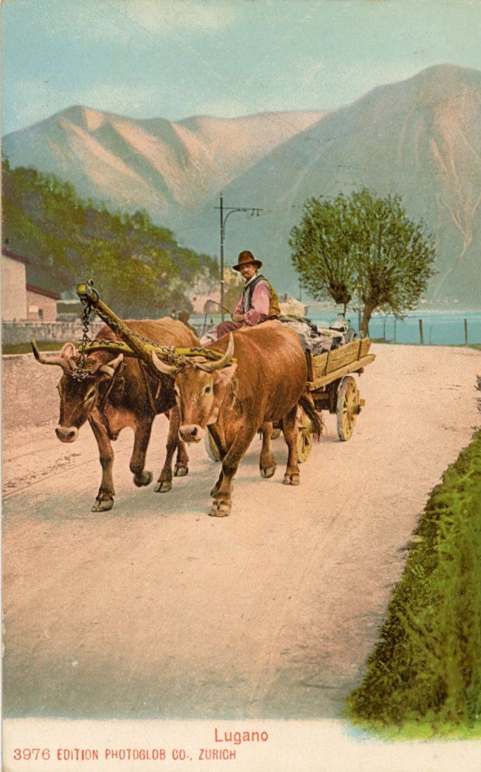 Ansichtskarten: Lugano   TI    -   Kuh-Gespann – Gebraucht aus Brig von Valcards54