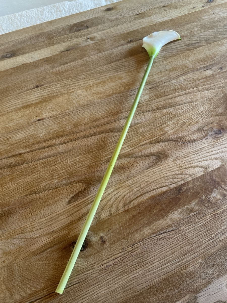 Pflanzen & Samen: Calla – Gebraucht aus Freidorf TG von ibipatria 2
