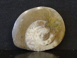 Versteinerter Fisch Fossil GONIATIT MAROKKO