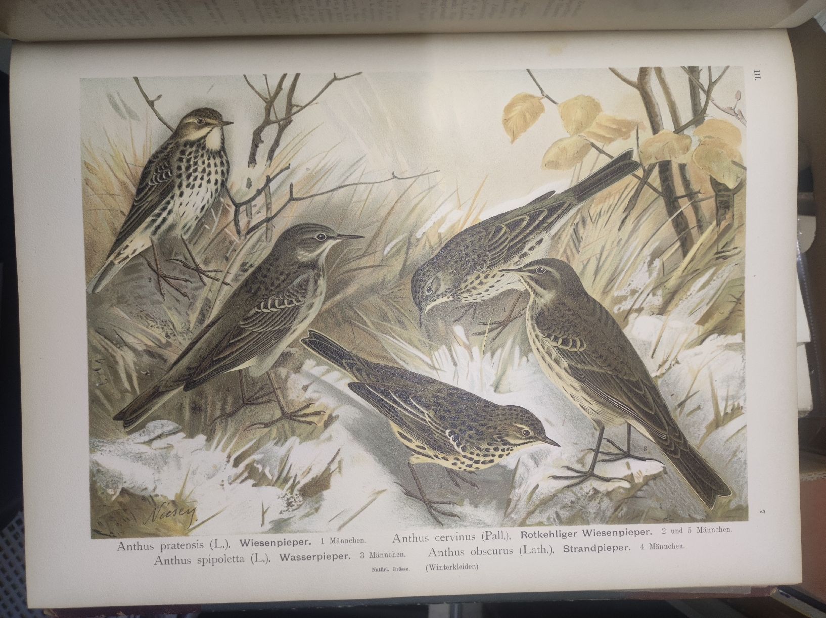 Bücher: ZOOLOGIE - ORNITHOLOGIE - NAUMANN – Gebraucht aus Goldach von Gaip 3