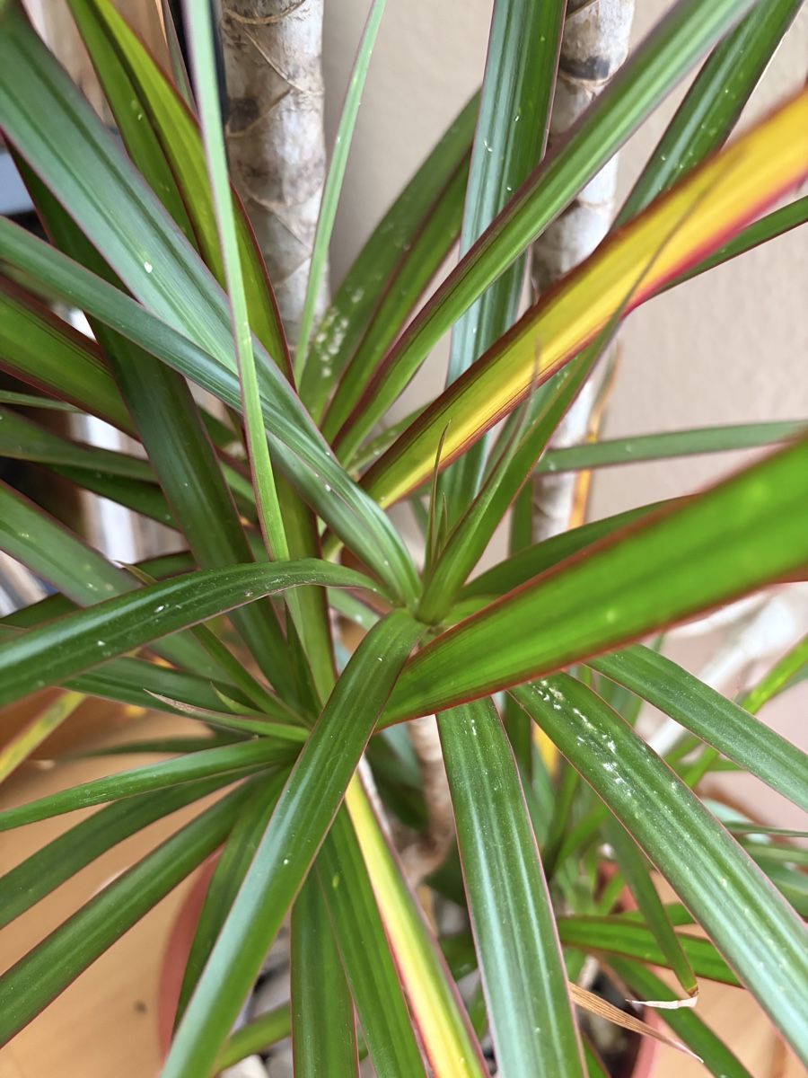 Plantes & graines: Drachenpalme/ Dracaena Palm – D'occasion à Zürich par ber_r6hd 1