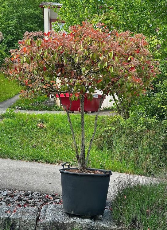 Photinia Fraseri "red robin" Mehrstmmig solitr (Neu (gemss  Beschreibung)) in Degersheim fr CHF 459  nur Abholung auf Ricardo kaufen
