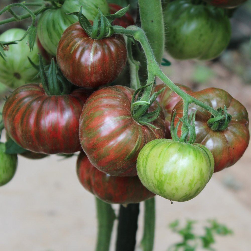 Piante & sementi: 30 Samen CHOCOLATE STRIPES Tomate – Nuovo (secondo la descrizione) da Ehrendingen venduto da VerveinaSamen 3