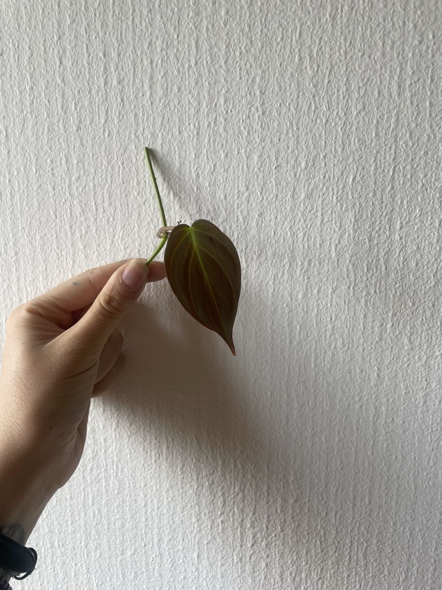 10x unbewurzelte Steckling Philodendron micans (Gebraucht) in Bolligen fr  CHF 5  nur Abholung auf Ricardo kaufen