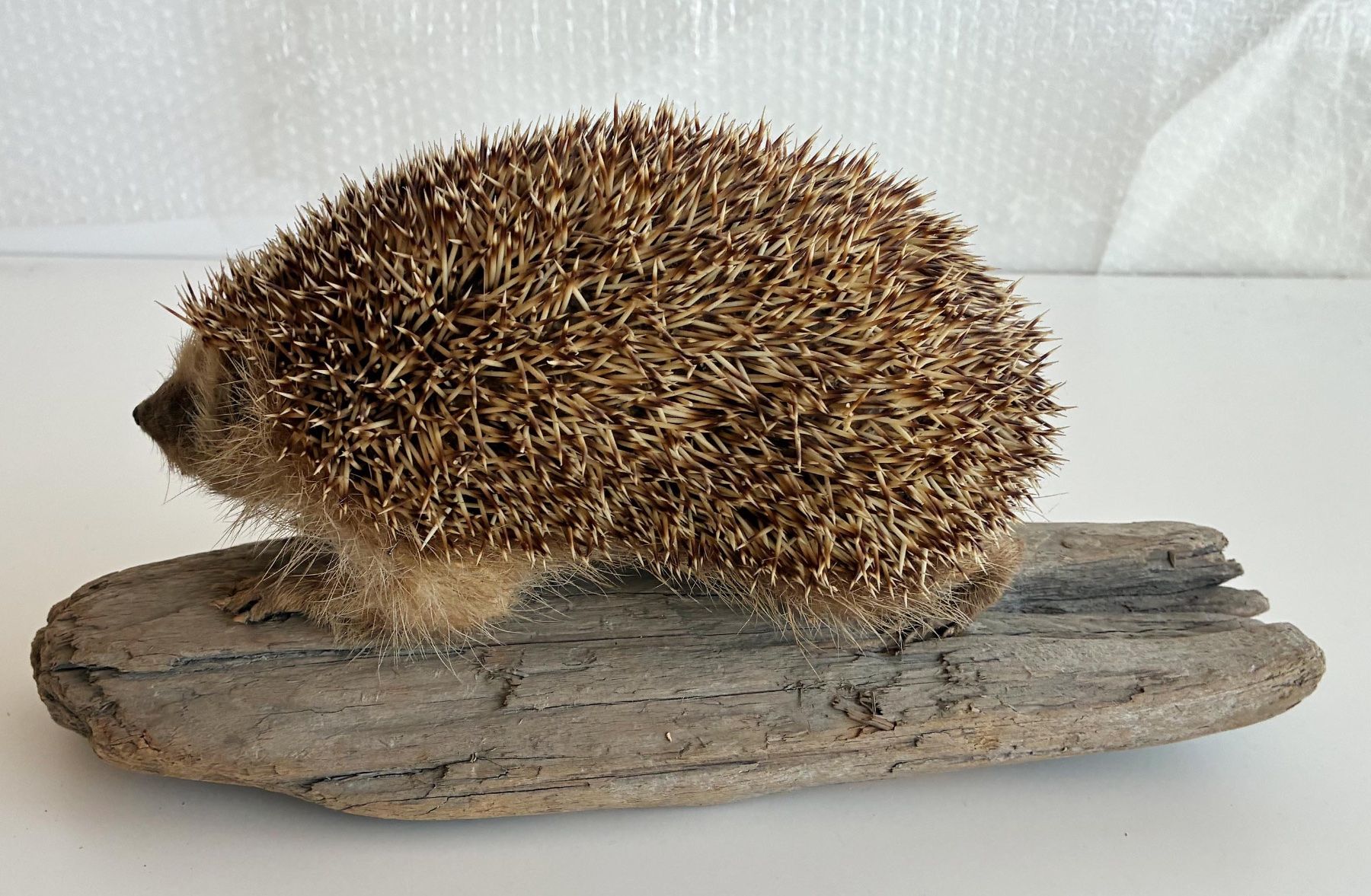 Welt der Tiere: Herziger Igel – Gebraucht aus Bäretswil von robsonantik 2