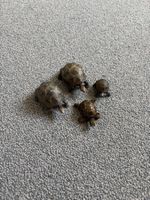 4x Deko Schildkröten Figuren, Herbst Deko, neuwertig