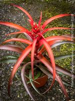 Tillandsia Capitata Hermosa - Seltene Luftpflanze