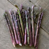 50 Samen Spargel PRECCOCE D'ARGENTEUIL