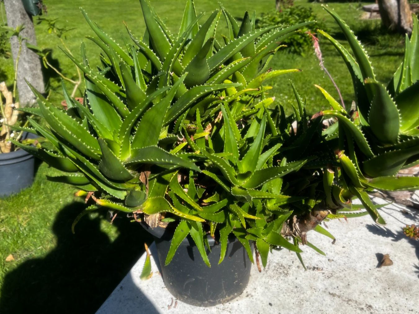 Plantes & graines: Aloe arborescens breitblättrig – Neuf (Voir description) à Vinelz par Wellensittich55 1