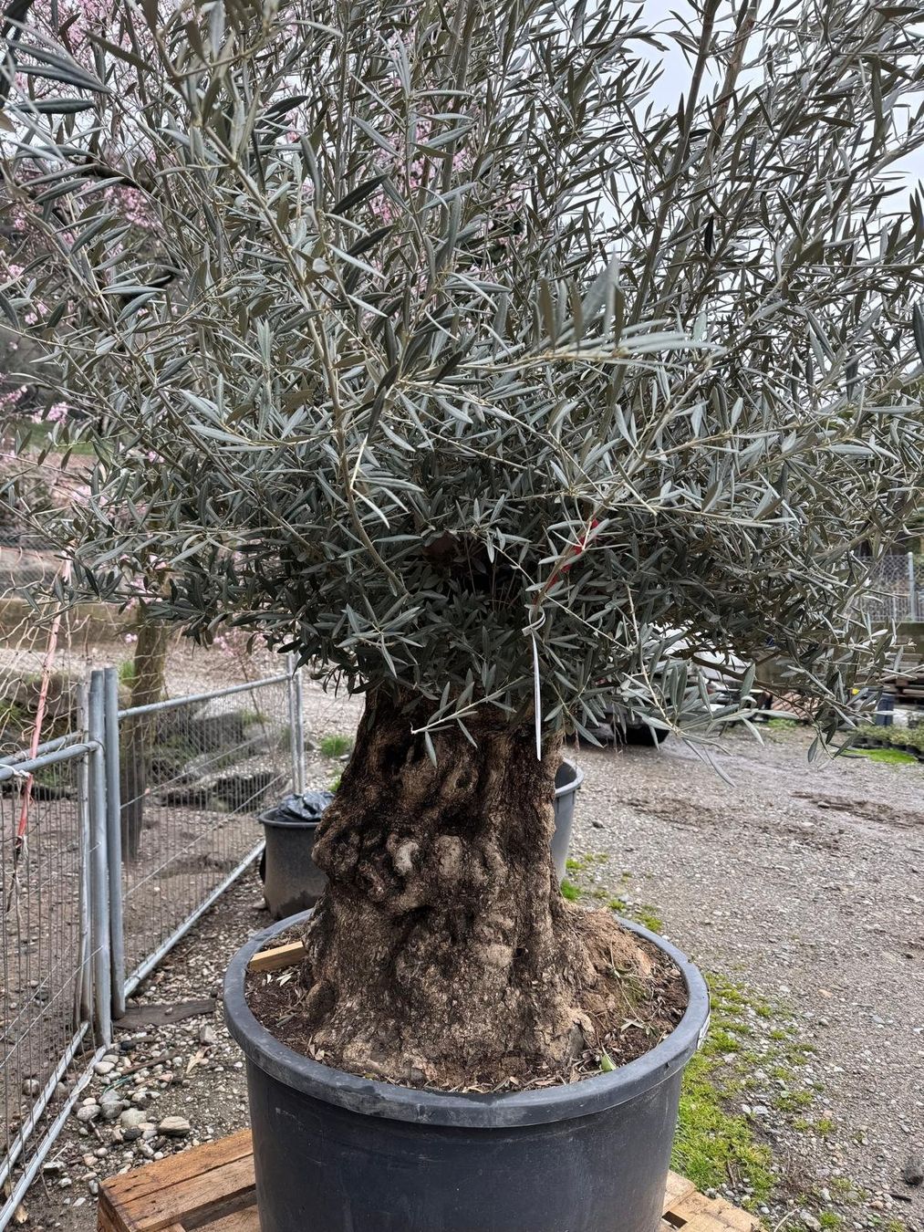 Piante & sementi: Olivo secolare in vaso – Nuovo e nell'imballaggio originale da Lamone venduto da GattiPaolo86 1