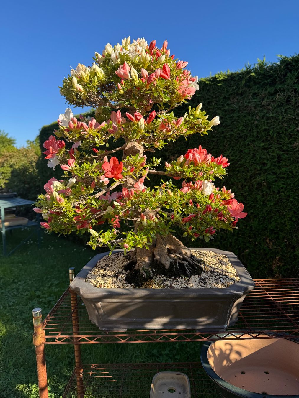 Plantes & graines: Bonsai d'exception solitaire: Azalée de Satsuki – D'occasion à Epalinges par Wimmsi 4