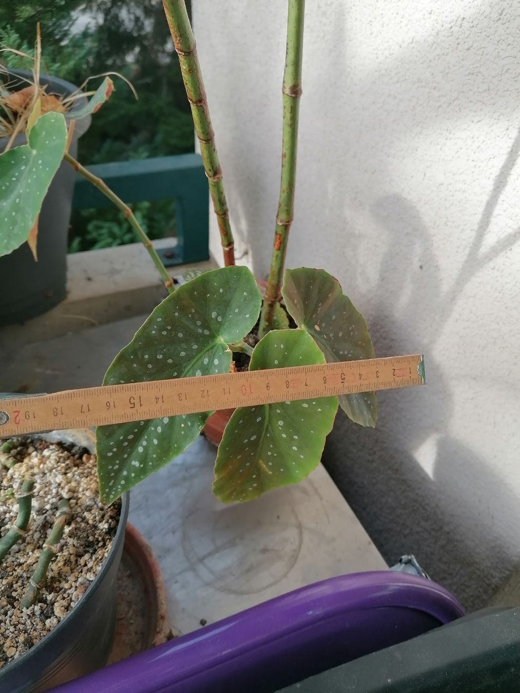 Piante & sementi: Begonia de colección – Usato da Le Mont-Pèlerin venduto da dundun1 6