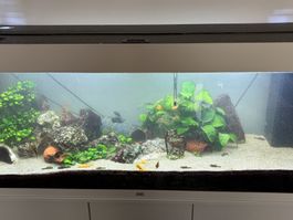 220L Juwel Aquarium,furniture and fish