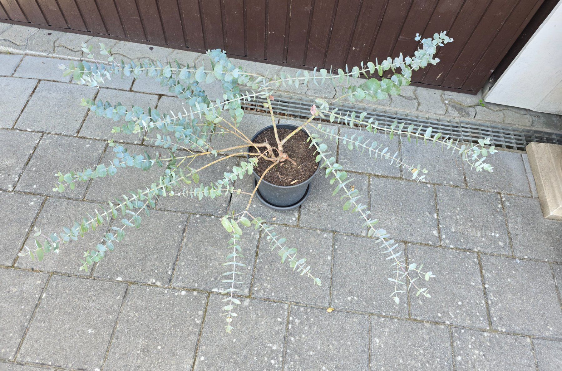 Pflanzen & Samen: Besonderer Eukalyptus – Neu (gemäss Beschreibung) aus Aarburg von popkorn65 2