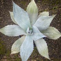 Agave Applanata ⌀40cm - für den voll sonnigen Garten