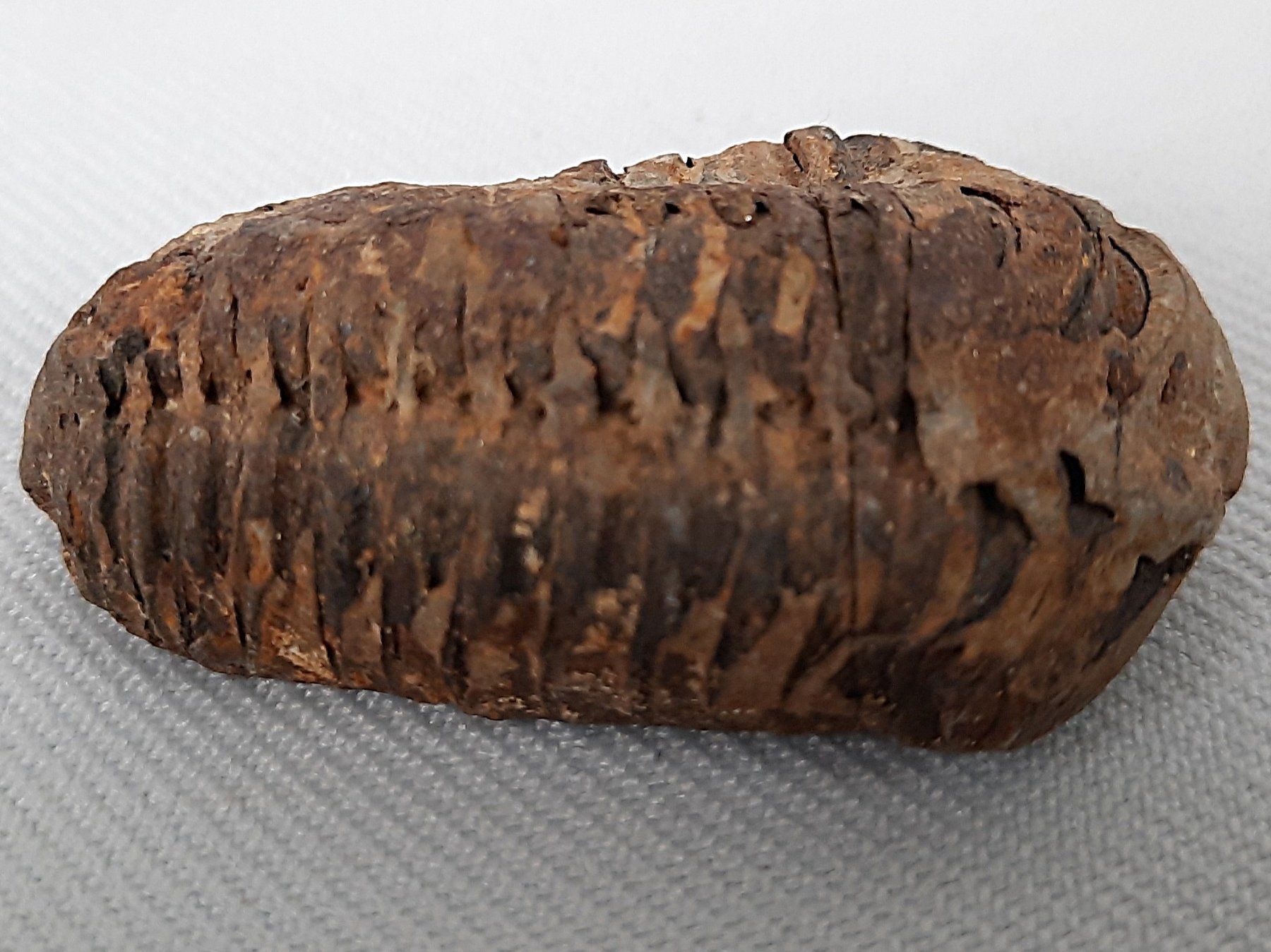 Fossili: Fossile Trilobiten – Usato da Beinwil am See venduto da Restwert_Beinwil 1