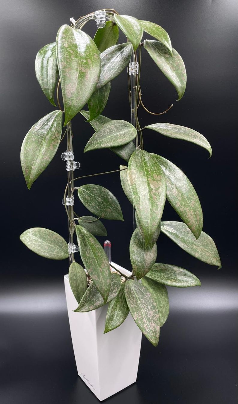 Piante & sementi: Hoya verticillata IML 1618 in Semihydro – Nuovo (secondo la descrizione) da Bühler venduto da googelibear